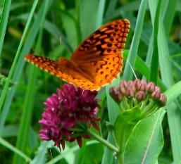 Gettysbug 13 June 2007 Butterfly